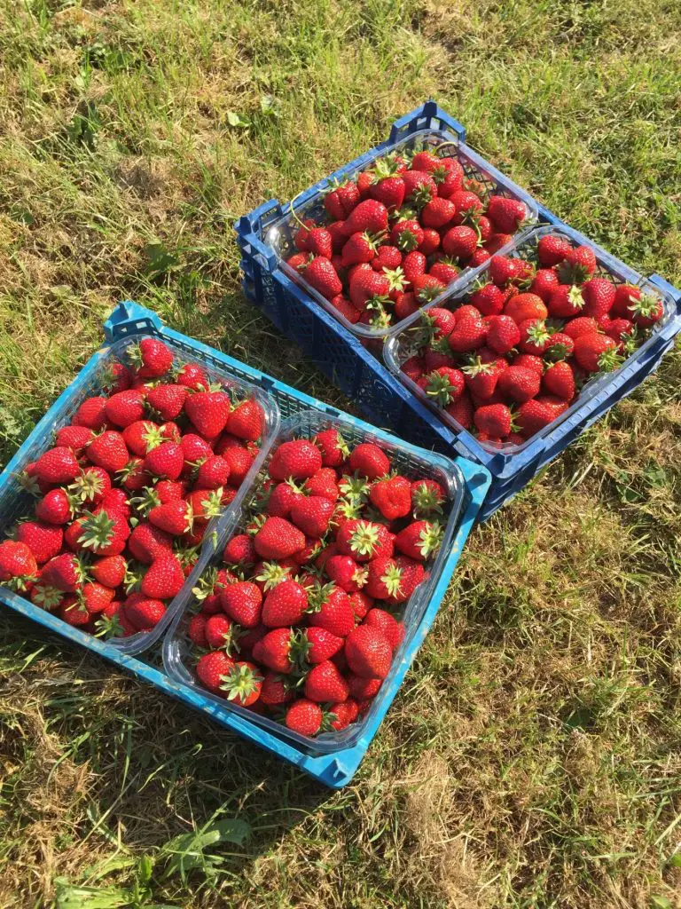 1,2,3 fraises ? c’est bel et bien parti !