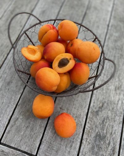 abricot-cueillettedevoisenon